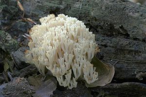 Korunokyjka svícnovitá - Artomyces pyxidatus