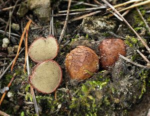 Kořenovec načervenalý - Rhizopogon roseolus (Corda) Th. Fr.