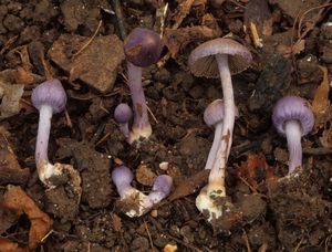 Vláknice zemní fialová - Inocybe geophylla var.lilacina (Peck) Gillet