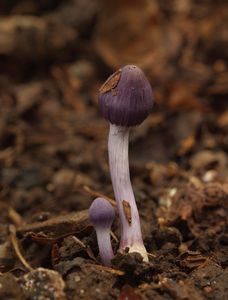 Vláknice zemní fialová - Inocybe geophylla var.lilacina (Peck) Gillet