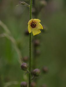 Divizna švábovitá (Verbascum blattaria L.)
