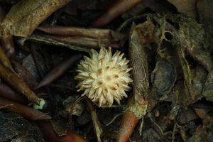 Pýchavka ježatá - Lycoperdon echinatum