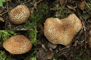 Bedla ostrošupinná - Echinoderma asperum (Pers.) Bon 1991