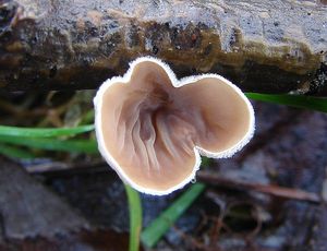 Mušlovka plstnatá - Schizophyllum amplum (Lév.) Nakasone