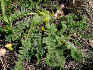 Kozinec bezlodyžný (Astragalus exscapus)