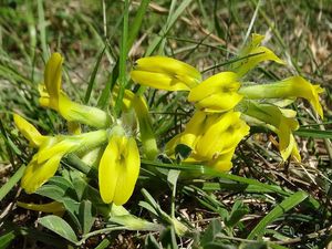 Kozinec bezlodyžný (Astragalus exscapus)