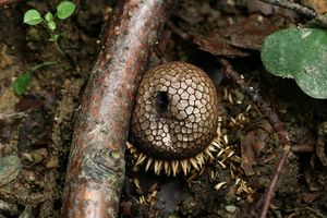 Pýchavka ježatá - Lycoperdon echinatum