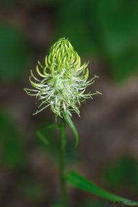 Zvonečník klasnatý (Phyteuma spicatum)