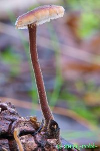 Lžičkovec šiškový - Auriscalpium vulgare