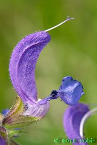 Šalvěj luční (Salvia pratensis)