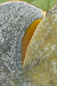 Hřib rudonachový - žlutonachový - Imperator rhodopurpureus f. xanthopurpureus