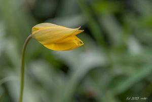 Tulipán planý (Tulipa sylvestris)
