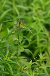 Oman vrbolistý (Inula  salicina L.)