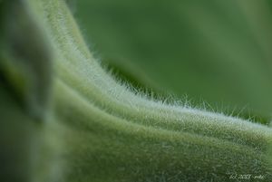 Slunečnice roční (Helianthus annuus)