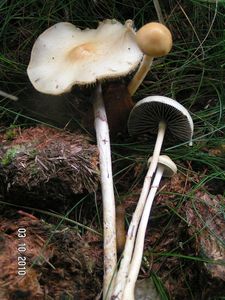 Límcovka polokulovitá - Protostropharia semiglobata (Batsch) Redhead, Monclavo et Vilgalys