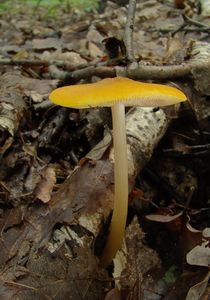 Štítovka žlutá - Pluteus leoninus ( Schaeff. ) P. Kumm.