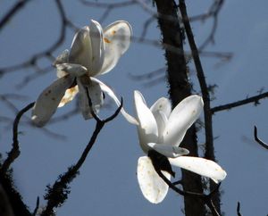 Šácholan (Magnolia)