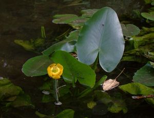 Stulík žlutý (Nuphar lutea (L.))