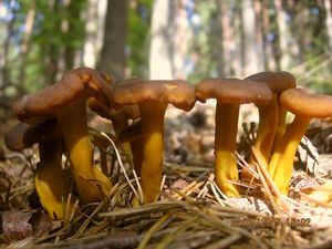 Liška nálevkovitá - Cantharellus tubaeformis