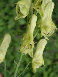 Oměj vlčí (Aconitum vulparia)