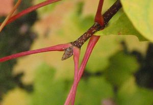 Javor cukrový (Acer saccharum)