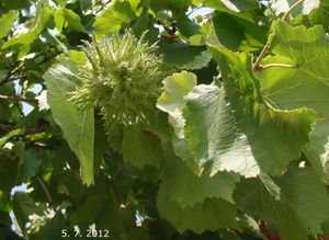 Líska turecká (Corylus colurna)