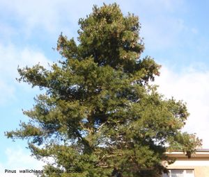 Borovice  himalájská (Pinus wallichiana)