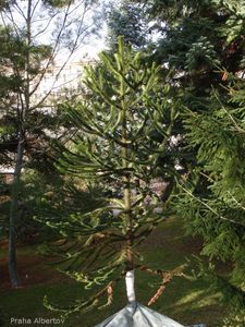 Blahočet čilský (Araucaria araucana)