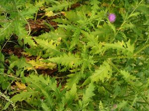 Bodlák kadeřavý (Carduus cripus)