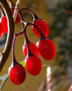 Lilek potměchuť (Solanum dulcamara)