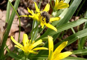 Křivatec žlutý (Gagea lutea)