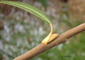 Vrba košařská a pod. (Salix viminalis x S.sp.)