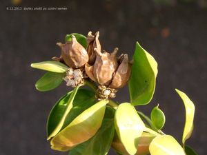 Zimostráz vždyzelený (krušpánek) (Buxus sempervirens)