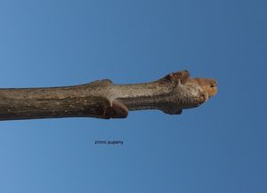 Jasan zimnář (Fraxinus ornus)