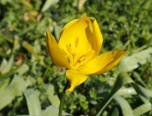 Tulipán planý (Tulipa sylvestris)