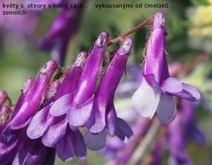 Vikev huňatá (Vicia villosa )