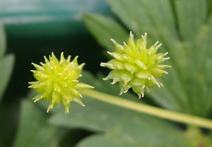 Pryskyřník plazivý (Ranunculus repens)