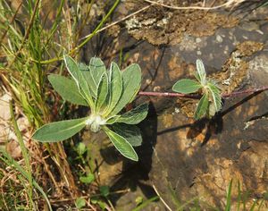 Jestřábník chlupáček (Hieracium pilosella)