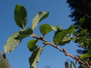 Vrba egyptská (Salix medemii)