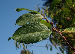 Vrba egyptská (Salix medemii)