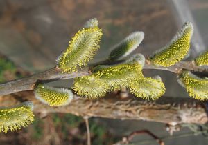 Vrba košařská a pod. (Salix viminalis x S.sp.)
