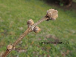 Jasan zimnář (Fraxinus ornus)