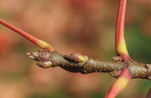 Javor cukrový (Acer saccharum)