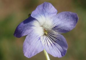 Violka Rivinova (Viola riviniana)