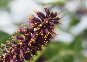 Netvařec křovitý (Amorpha fruticosa)
