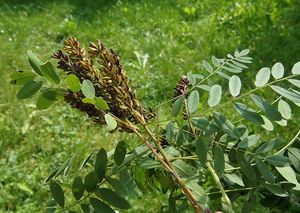 Netvařec křovitý (Amorpha fruticosa)