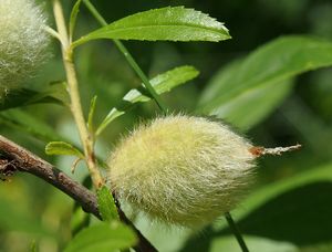 Mandoň nízká (Prunus tenella)