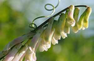 Vikev ptačí (Vicia cracca)