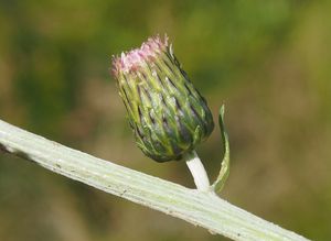 Pcháč různolistý (Cirsium heterophyllum)