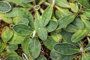 Jestřábník chlupáček (Hieracium pilosella)